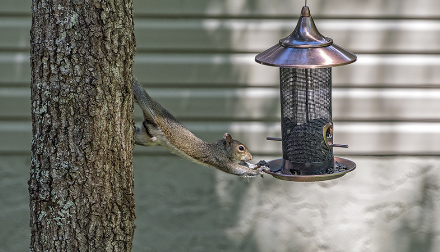 Squirrel Deterrent Bird Feeder Options to Prevent Them from Eating the Bird Food