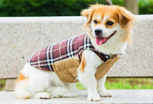 SuBleer Dog Jacket