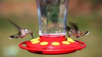 Sugar to Water Ratio for Hummingbird Food When You Make Your Own