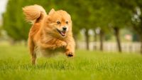 Taurine Supplement for Dogs with High Nutrient for Health Improvement