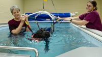 Water Therapy for Dogs near Me that You Must Consider