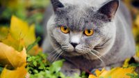 dewormer for cats home remedy