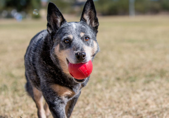 kong Rubber Ball