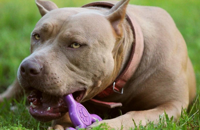 power chewer dog toys