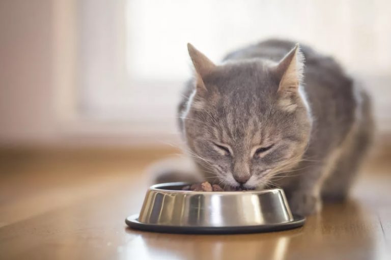 Cat Vomiting Undigested Food: What May Cause Puke-y Cats? - Petsepark.com