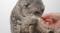 Cerenia Dosage for Cats with Possible List of Side Effects