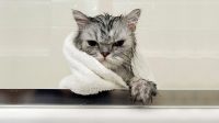 How to Bathe a Cat that Hates Water and Always Angry