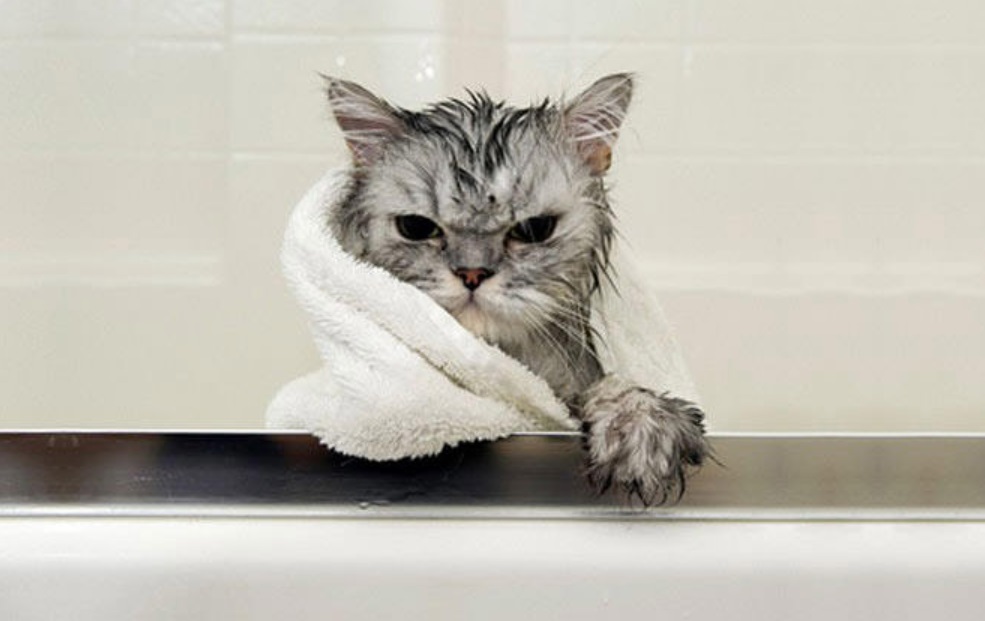 How to Bathe a Cat that Hates Water and Always Angry