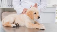 When to Vaccinate Puppies and How to Arrange the Schedule