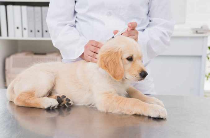 When to Vaccinate Puppies and How to Arrange the Schedule