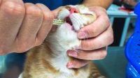 Anti-inflammatories for cats 