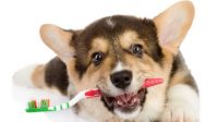 Can You Brush a Dog’s Teeth with Human Toothpaste