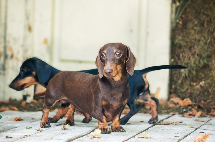 Dog Breeds Prone to Cushing’s Disease