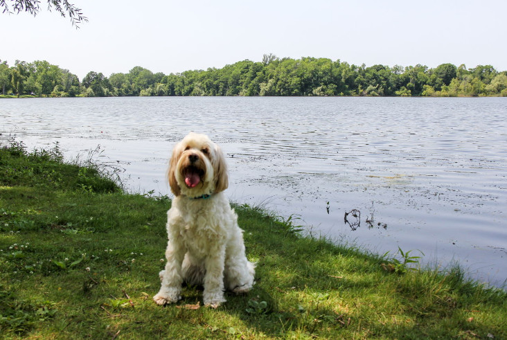 Dog Pooping Blood and Mucus