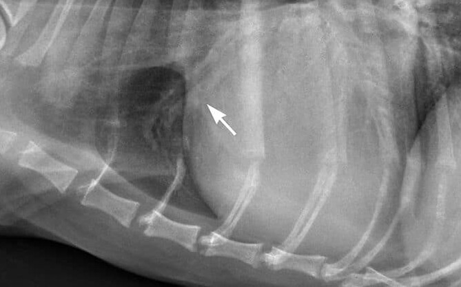 Heart failure in dog heart murmur coughing