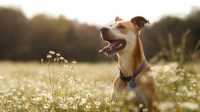 How Does Flea and Heartworm Pill Work for Animals’ Disease