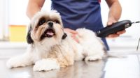 How to Use Dog Sedative for Grooming