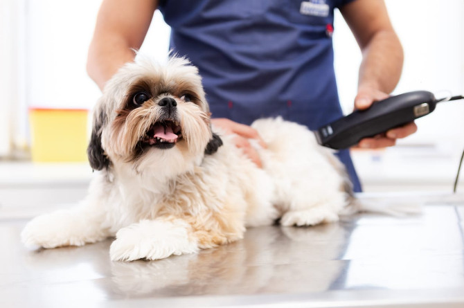 How to Use Dog Sedative for Grooming