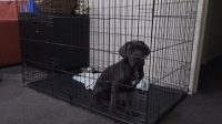 Puppy whining in crate at night