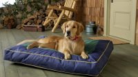 Recommendation of Beds for Arthritic Dogs