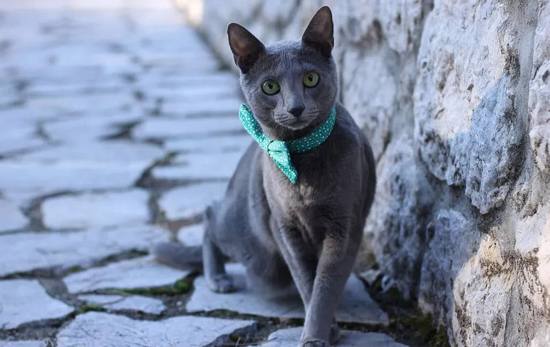 Russian blue hypoallergenic cats