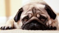 Seizures in pugs 