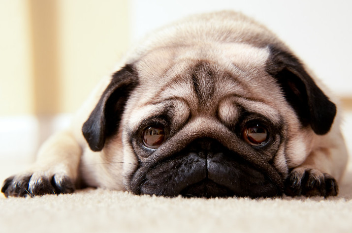 Seizures in pugs 