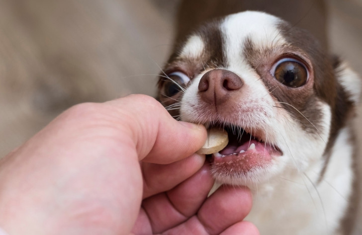 The Best Pill That Kills Fleas for Your Pets