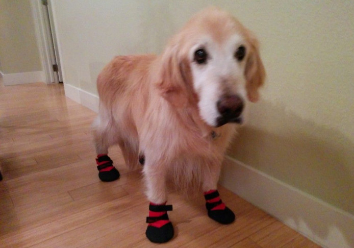 Traction booties for dogs