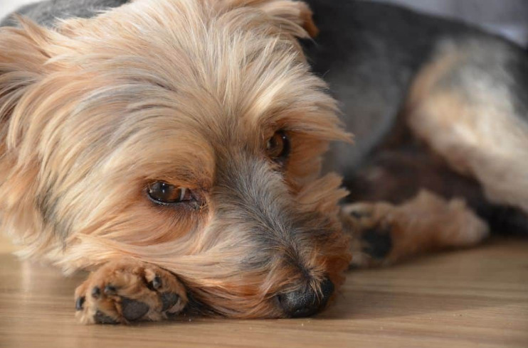 Treatment for Cushing's in Dogs and Its Symptoms