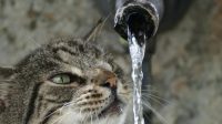 Bubbler Water Fountain and How to Choose the Right One for Cats