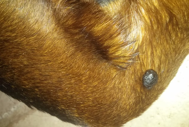 Cancerous Mole on Dog