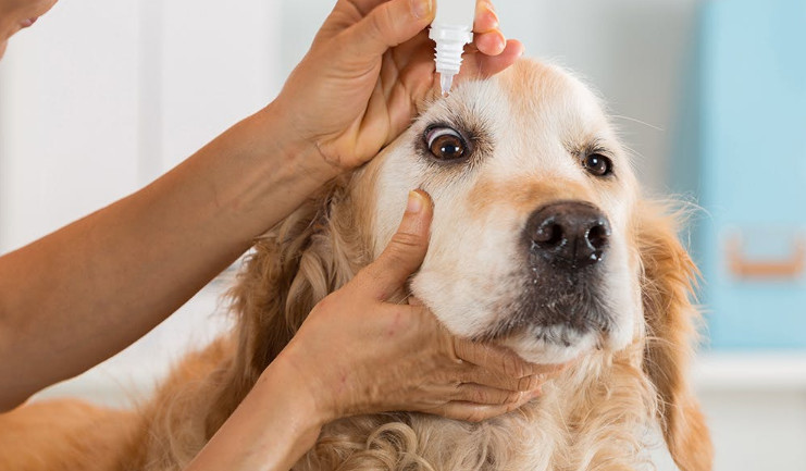 Dog Conjunctivitis Treatment over the Counter and Three Selected Solutions