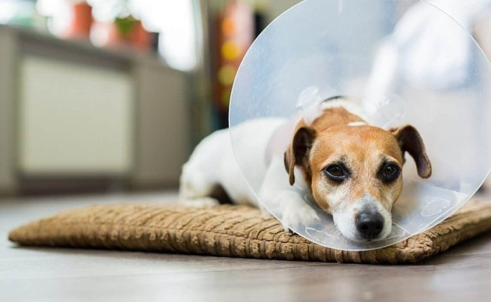 Elizabethan Collar for Dogs Function and the Reasons You Should Buy One