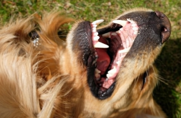 Growths in Dogs Mouth