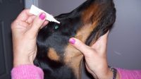 Tacrolimus Eye Drops For Dogs Side Effects That You Have To Know