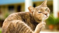 Treating Mange in Cats Appropriately by Knowing the Cause and Symptoms