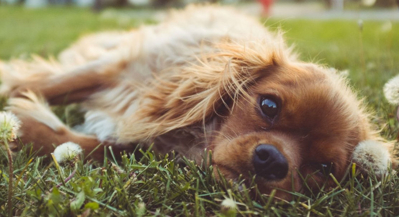 dog vomiting and bloody stool