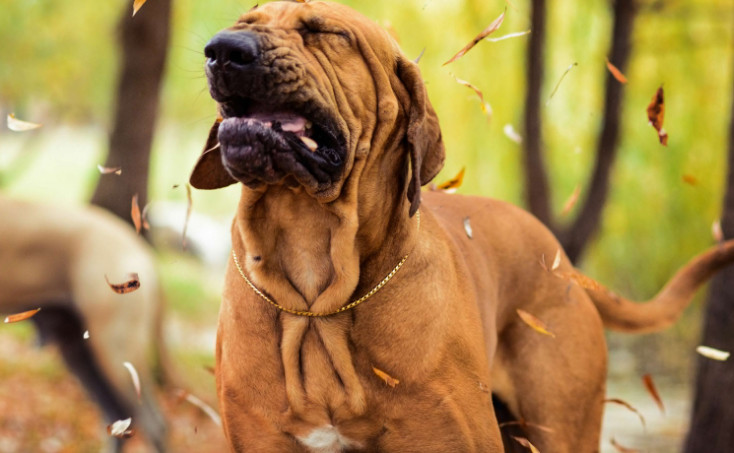 Excessive Sneezing in Dogs Symptoms and When to Bring the Dog to Vet