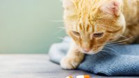 Gabapentin for Cats Dosage and Related Things You Have to Understand