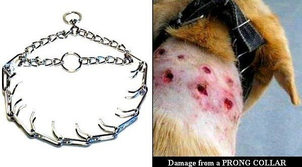 Is Spike Choke Collar Cruel for Your Dog 2