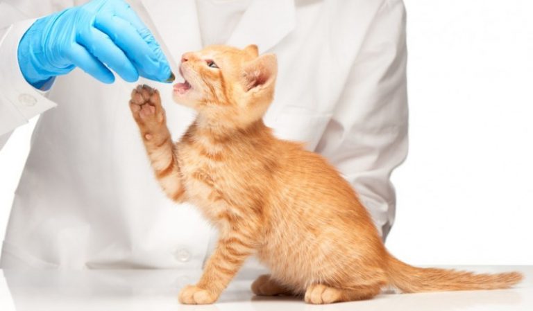 over the counter nausea meds for cats