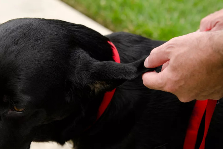 Swollen Dog Ear Flap and Professional Treatments to Repair Ear Hematoma