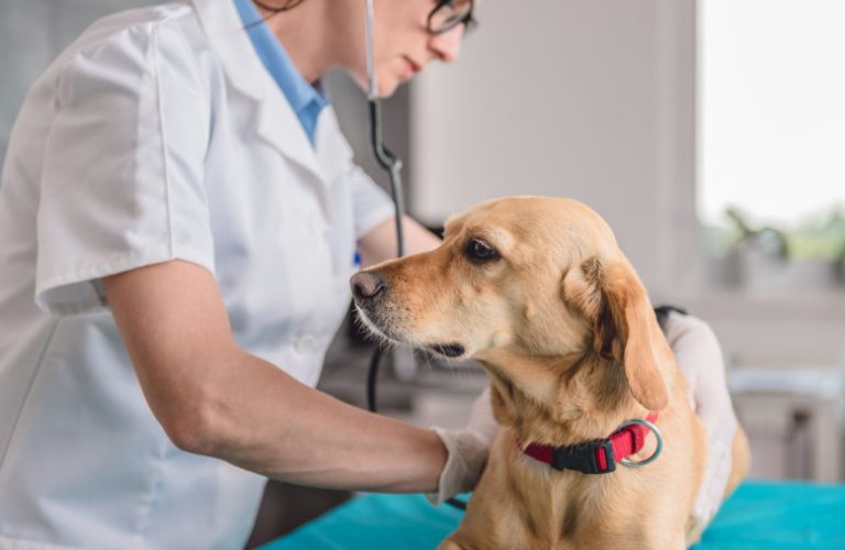 Spleen Tumors in Dogs, and What You Need to Know about These Harmful ...